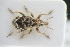  (Coniatus wenckeri - GBOLRL1106)  @11 [ ] CreativeCommons - Attribution Non-Commercial Share-Alike (2016) SNSB, Staatliche Naturwissenschaftliche Sammlungen Bayerns ZSM (SNSB, Zoologische Staatssammlung Muenchen)