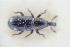  (Phloeophagus turbatus - GBOLRL1198)  @11 [ ] CreativeCommons - Attribution Non-Commercial Share-Alike (2016) SNSB, Staatliche Naturwissenschaftliche Sammlungen Bayerns ZSM (SNSB, Zoologische Staatssammlung Muenchen)