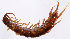  (Lithobius tricuspis - GBOL11882)  @13 [ ] CreativeCommons - Attribution Non-Commercial Share-Alike (2015) SNSB (Staatliche Naurwissenschaftliche Sammlungen Bayerns) SNSB, Zoologische Staatssammlung Muenchen