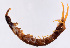  (Lithobius lapidicola - GBOL11889)  @12 [ ] CreativeCommons - Attribution Non-Commercial Share-Alike (2015) SNSB (Staatliche Naurwissenschaftliche Sammlungen Bayerns) SNSB, Zoologische Staatssammlung Muenchen