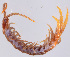  (Lithobius curtipes - GBOL11899)  @13 [ ] CreativeCommons - Attribution Non-Commercial Share-Alike (2015) SNSB (Staatliche Naurwissenschaftliche Sammlungen Bayerns) SNSB, Zoologische Staatssammlung Muenchen