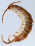  (Lithobius borealis - GBOL12324)  @14 [ ] CreativeCommons - Attribution Non-Commercial Share-Alike (2015) SNSB (Staatliche Naurwissenschaftliche Sammlungen Bayerns) SNSB, Zoologische Staatssammlung Muenchen