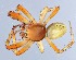  (Araniella cucurbitina - GBOL14016)  @15 [ ] CreativeCommons - Attribution Non-Commercial Share-Alike (2014) SNSB (Staatliche Naurwissenschaftliche Sammlungen Bayerns) SNSB, Zoologische Staatssammlung Muenchen