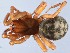  (Cybaeidae - GBOL14040)  @15 [ ] CreativeCommons - Attribution Non-Commercial Share-Alike (2014) SNSB (Staatliche Naurwissenschaftliche Sammlungen Bayerns) SNSB, Zoologische Staatssammlung Muenchen