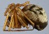  (Tenuiphantes jacksonoides - GBOL14042)  @11 [ ] CreativeCommons - Attribution Non-Commercial Share-Alike (2014) SNSB (Staatliche Naurwissenschaftliche Sammlungen Bayerns) SNSB, Zoologische Staatssammlung Muenchen