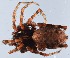  (Pardosa ferruginea - GBOL14044)  @14 [ ] CreativeCommons - Attribution Non-Commercial Share-Alike (2014) SNSB (Staatliche Naurwissenschaftliche Sammlungen Bayerns) SNSB, Zoologische Staatssammlung Muenchen