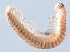  (Anthroleucosomatidae - GBOL14108)  @13 [ ] Unspecified (default): All Rights Reserved  SNSB (Staatliche Naurwissenschaftliche Sammlungen Bayerns) Unspecified