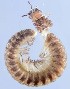  (Bergamosoma hessei - GBOL14292)  @14 [ ] CreativeCommons - Attribution Non-Commercial Share-Alike (2015) SNSB (Staatliche Naurwissenschaftliche Sammlungen Bayerns) SNSB, Zoologische Staatssammlung Muenchen