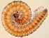  (Trimerophorinae - GBOL14813)  @13 [ ] CreativeCommons - Attribution Non-Commercial Share-Alike (2015) SNSB (Staatliche Naurwissenschaftliche Sammlungen Bayerns) SNSB, Zoologische Staatssammlung Muenchen