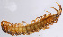  (Lithobius subtilis - GBOL14987)  @11 [ ] CreativeCommons - Attribution Non-Commercial Share-Alike (2015) SNSB (Staatliche Naurwissenschaftliche Sammlungen Bayerns) SNSB, Zoologische Staatssammlung Muenchen