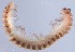  (Atractosoma meridionale - GBOL18602)  @11 [ ] CreativeCommons - Attribution Non-Commercial Share-Alike (2015) SNSB (Staatliche Naurwissenschaftliche Sammlungen Bayerns) SNSB, Zoologische Staatssammlung Muenchen
