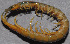  (Scolopendra cingulata - GBOL02755)  @11 [ ] CreativeCommons - Attribution Non-Commercial Share-Alike (2014) Joerg Spelda SNSB, Zoologische Staatssammlung Muenchen