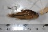  (Corydoras baderi - GFSU12-319)  @11 [ ] Copyright (2017) Yvan Papa Museum d'Histoire Naturelle, Geneve