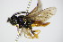  (Sterictiphora angelicae - BC ZSM HYM 15815)  @13 [ ] CreativeCommons - Attribution Non-Commercial Share-Alike (2015) Unspecified SNSB, Zoologische Staatssammlung Muenchen