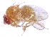  (Drosophila bipectinata - gvcT10976)  @13 [ ] CreativeCommons - Attribution Non-Commercial (2017) Graeme V. Cocks Unspecified