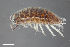  (Trachelipus nodulosus - ZFMK-TIS-10600)  @11 [ ] CreativeCommons  Attribution Share-Alike (by-sa) 4.0 (2012) Unspecified Zoologisches Forschungsmuseum Alexander Koenig