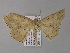  (Isochromodes AH35Ec - BC ZSM Lep 04136)  @13 [ ] CreativeCommons - Attribution Non-Commercial Share-Alike (2010) Unspecified SNSB, Zoologische Staatssammlung Muenchen