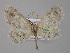  (Bryoptera AH02Ec - BC ZSM Lep 04160)  @14 [ ] CreativeCommons - Attribution Non-Commercial Share-Alike (2010) Unspecified SNSB, Zoologische Staatssammlung Muenchen