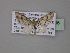  (Eupithecia AH33Ec - BC ZSM Lep 03796)  @14 [ ] CreativeCommons - Attribution Non-Commercial Share-Alike (2010) Unspecified SNSB, Zoologische Staatssammlung Muenchen