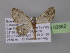 (Eupithecia AH16Ec - BC ZSM Lep 03862)  @13 [ ] CreativeCommons - Attribution Non-Commercial Share-Alike (2010) Unspecified SNSB, Zoologische Staatssammlung Muenchen