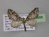  (Eupithecia contextaAH01Ec - BC ZSM Lep 03896)  @13 [ ] CreativeCommons - Attribution Non-Commercial Share-Alike (2010) Unspecified SNSB, Zoologische Staatssammlung Muenchen