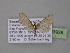  (Eupithecia GB28Ec - BC ZSM Lep 03938)  @13 [ ] CreativeCommons - Attribution Non-Commercial Share-Alike (2010) Unspecified SNSB, Zoologische Staatssammlung Muenchen