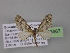  (Eupithecia AH33Ec - BC ZSM Lep 03967)  @14 [ ] CreativeCommons - Attribution Non-Commercial Share-Alike (2010) Unspecified SNSB, Zoologische Staatssammlung Muenchen