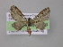  (Eupithecia contextaAH02Ec - BC ZSM Lep 03973)  @13 [ ] CreativeCommons - Attribution Non-Commercial Share-Alike (2010) Unspecified SNSB, Zoologische Staatssammlung Muenchen