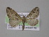  (Eupithecia contextaAH03Ec - BC ZSM Lep 03994)  @14 [ ] CreativeCommons - Attribution Non-Commercial Share-Alike (2010) Unspecified SNSB, Zoologische Staatssammlung Muenchen