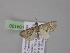  (Eupithecia albirasaAH01Ec - BC ZSM Lep 04100)  @13 [ ] CreativeCommons - Attribution Non-Commercial Share-Alike (2010) Unspecified SNSB, Zoologische Staatssammlung Muenchen