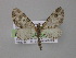  (Eupithecia AH37Ec - BC ZSM Lep 04316)  @14 [ ] CreativeCommons - Attribution Non-Commercial Share-Alike (2010) Unspecified SNSB, Zoologische Staatssammlung Muenchen
