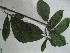  (Beaumontia grandiflora - NIBGE-GCUBG-190)  @13 [ ] CreativeCommons - Attribution Non-Commercial Share-Alike (2011) Zaheer Khan GC University Lahore, Pakistan