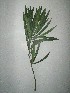 (Thevetia neriifolia - NIBGE-GCUBG-412)  @11 [ ] CreativeCommons - Attribution Non-Commercial Share-Alike (2011) Zaheer Khan GC University Lahore, Pakistan