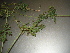  ( - GCUL-FDGK-218)  @11 [ ] CreativeCommons - Attribution Non-Commercial Share-Alike (2012) Saadullah Khan DR.SULTAN HERBARIUM, GC University Lahore