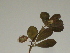  ( - GCUL-FDGK-263)  @11 [ ] CreativeCommons - Attribution Non-Commercial Share-Alike (2012) Saadullah Khan DR.SULTAN HERBARIUM, GC University Lahore