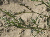  ( - GCUL-FDGK-288)  @11 [ ] CreativeCommons - Attribution Non-Commercial Share-Alike (2012) Saadullah Khan DR.SULTAN HERBARIUM, GC University Lahore