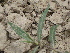  ( - GCUL-FDGK-334)  @11 [ ] CreativeCommons - Attribution Non-Commercial Share-Alike (2012) Saadullah Khan DR.SULTAN HERBARIUM, GC University Lahore