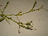  ( - GCUL-FDGK-349)  @11 [ ] CreativeCommons - Attribution Non-Commercial Share-Alike (2012) Saadullah Khan DR.SULTAN HERBARIUM, GC University Lahore