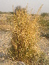  ( - GCUL-FDGK-35)  @11 [ ] CreativeCommons - Attribution Non-Commercial Share-Alike (2012) Saadullah Khan DR.SULTAN HERBARIUM, GC University Lahore