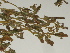  ( - GCUL-FDGK-357)  @11 [ ] CreativeCommons - Attribution Non-Commercial Share-Alike (2012) Saadullah Khan DR.SULTAN HERBARIUM, GC University Lahore