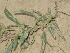  ( - GCUL-FDGK-381)  @11 [ ] CreativeCommons - Attribution Non-Commercial Share-Alike (2013) Saadullah Khan DR.SULTAN HERBARIUM, GC University Lahore