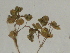  ( - GCUL-FDGK-388)  @11 [ ] CreativeCommons - Attribution Non-Commercial Share-Alike (2013) Saadullah Khan DR.SULTAN HERBARIUM, GC University Lahore