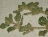  ( - GCUL-FDGK-39)  @11 [ ] CreativeCommons - Attribution Non-Commercial Share-Alike (2012) Saadullah Khan DR.SULTAN HERBARIUM, GC University Lahore