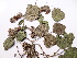  (Atylosia aphylla - GCUL-FDGK-473)  @11 [ ] CreativeCommons - Attribution Non-Commercial Share-Alike (2013) Saadullah Khan DR.SULTAN HERBARIUM, GC University Lahore