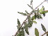  (Olea ferruginea - GCUL-FDGK-477)  @11 [ ] CreativeCommons - Attribution Non-Commercial Share-Alike (2013) Saadullah Khan DR.SULTAN HERBARIUM, GC University Lahore