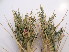  (Astragalus purshii - GCUL-FDGK-489)  @11 [ ] CreativeCommons - Attribution Non-Commercial Share-Alike (2013) Saadullah Khan DR.SULTAN HERBARIUM, GC University Lahore