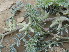  (Astragalus onobrychis - GCUL-FDGK-521)  @11 [ ] CreativeCommons - Attribution Non-Commercial Share-Alike (2013) Saadullah Khan DR.SULTAN HERBARIUM, GC University Lahore