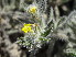  (Arnebia hispidissima - GCUL-FDGK-565)  @11 [ ] CreativeCommons - Attribution Non-Commercial Share-Alike (2013) Saadullah Khan DR.SULTAN HERBARIUM, GC University Lahore