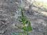  (Chenopodium bonus-henricus - GCUL-FDGK-573)  @11 [ ] CreativeCommons - Attribution Non-Commercial Share-Alike (2013) Saadullah Khan DR.SULTAN HERBARIUM, GC University Lahore