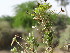  ( - GCUL-FDGK-587)  @11 [ ] CreativeCommons - Attribution Non-Commercial Share-Alike (2013) Saadullah Khan DR.SULTAN HERBARIUM, GC University Lahore